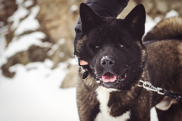 눈 속에서 산책하는 자연 환경에서 알래스카 Malamute 어두운 색상