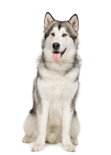 Alaskan Malamute dog portrait isolated