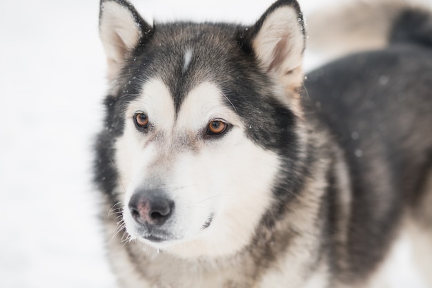 雪の中で茶色の目を持つアラスカンマラミュート犬