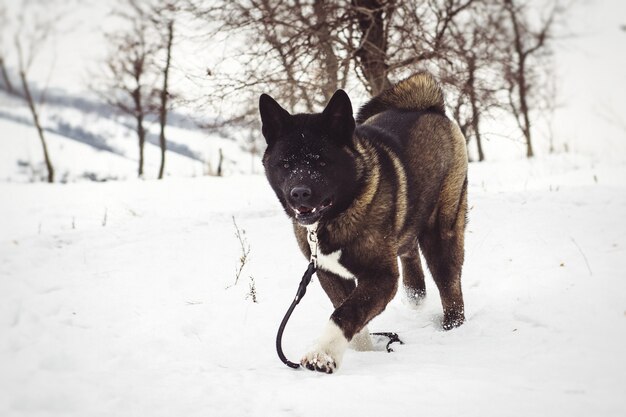 Alaskan Malamute donkere kleur in de natuurlijke omgeving wandelen in de sneeuw