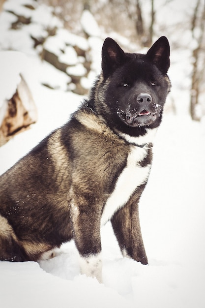 Alaskan Malamute donkere kleur in de natuurlijke omgeving wandelen in de sneeuw