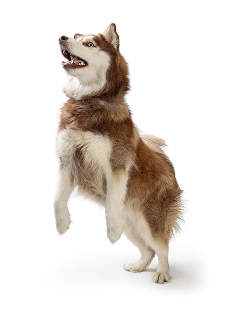 Alaskan Malamute Hond Opstaan Dansen