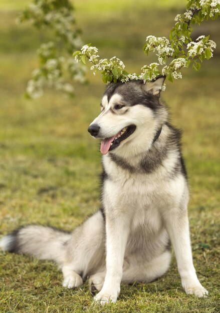 Alaskan malamute hond staande op het gras in de lenteweide