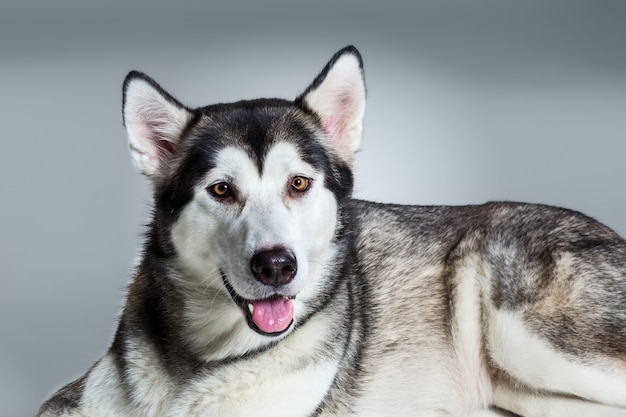 Alaskan Malamute ligt en kijkt naar de camera, steekt de tong uit, op een grijze achtergrond