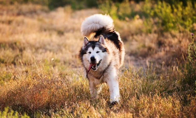 Alaskan malamute met tong uit wandelend op zonnige weide