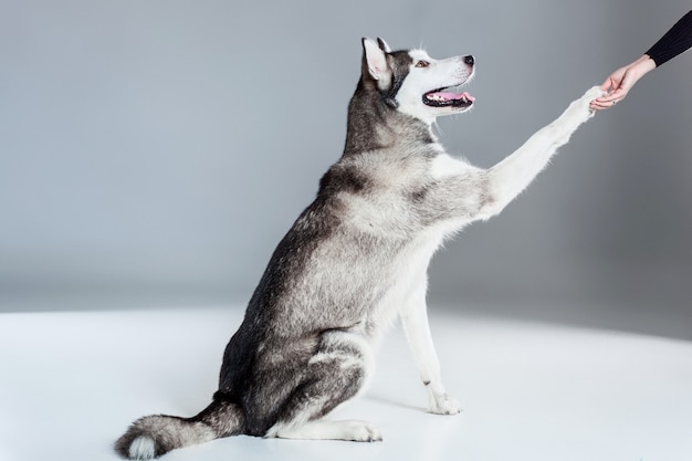 Alaskan Malamute sitting on the floor, giving paw, on gray background