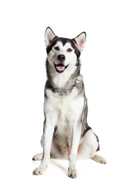 Alaskan Malamute sitting in front of white background. Dog sitting and looking at the camera