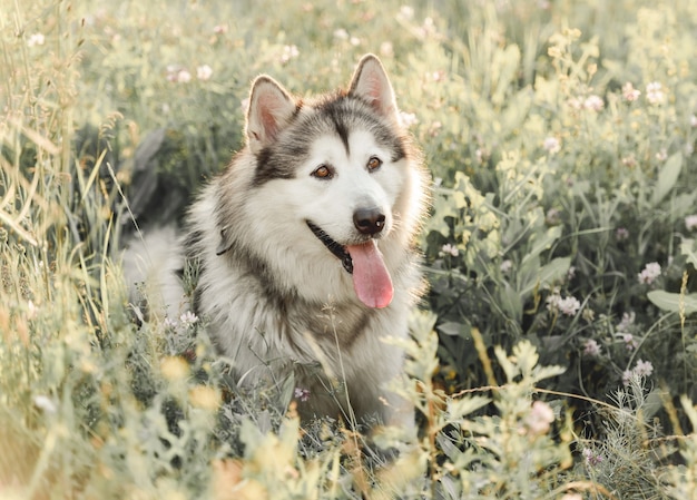 Alaskan malamute sitting sideways in high summer grass