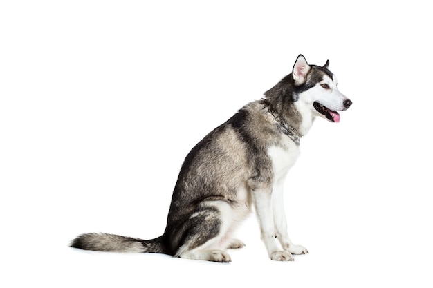 알래스카 Malamute 옆으로 앉아 흰색 절연. 아름다운 개