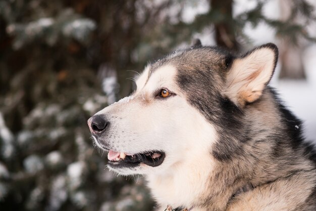 Alaskan malamute in winter forest.