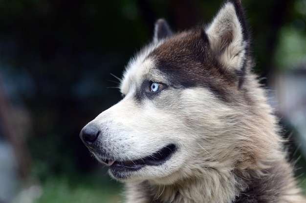 Photo alaskan malamute with blue eyes the arctic malamute is a wonderful fairly large dog native type