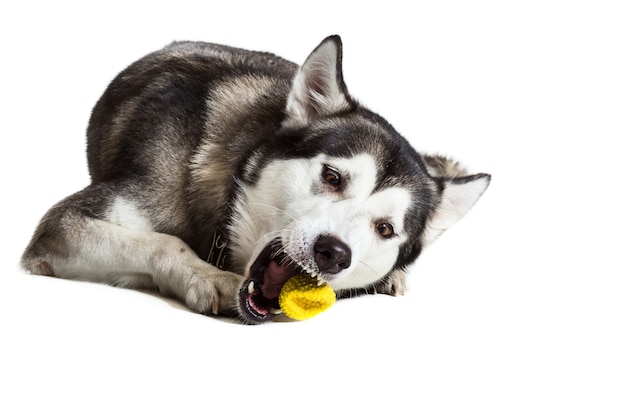 Alaskan Malamute zit op witte achtergrond