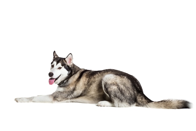 Alaskan Malamute zit op witte achtergrond