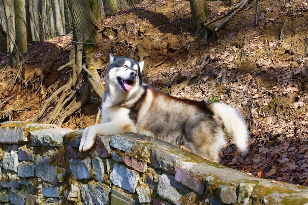 Alaskan Malamute