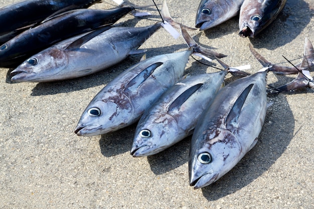 Photo albacore tuna fish thunnus alalunga catch