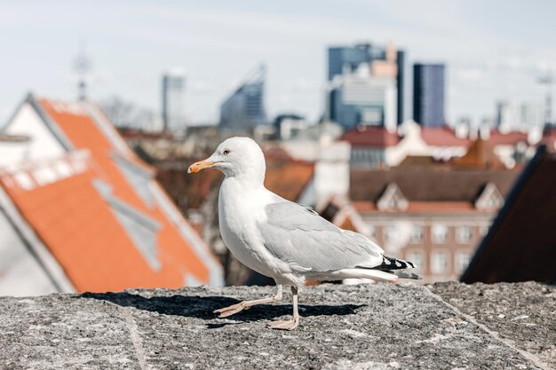 Albatross over background of panorama of Tallinn Estonia