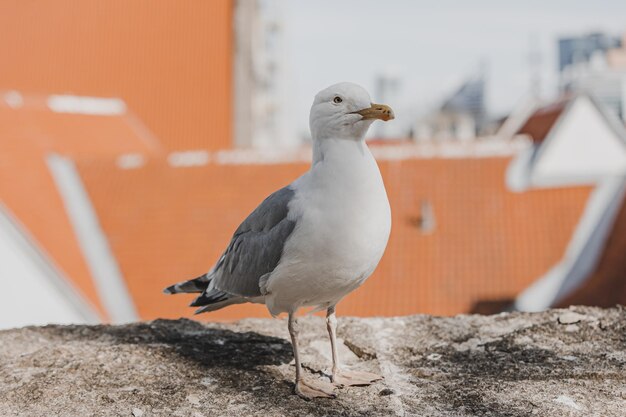 Albatross over background of panorama of Tallinn Estonia