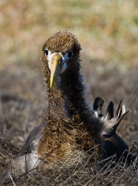 Albatross chick is sitting on the ground