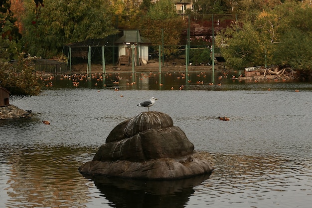 Albatross on a rock among wild swimming ducks in the autumn
city pond