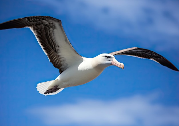 アホウドリ 非常に大きな鳥 Procellariiform