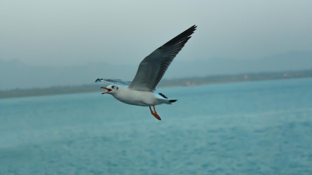 Albatrosvogel in de lucht - Een Laysan-albatros, actie-wildscène uit de oceaan.