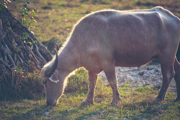 Albino buffalo, Asian water buffalo in paddy field