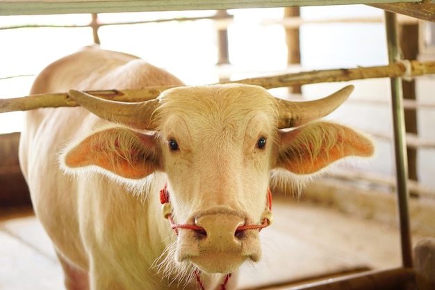 Albino buffalo is imprisoned and waiting to be sold