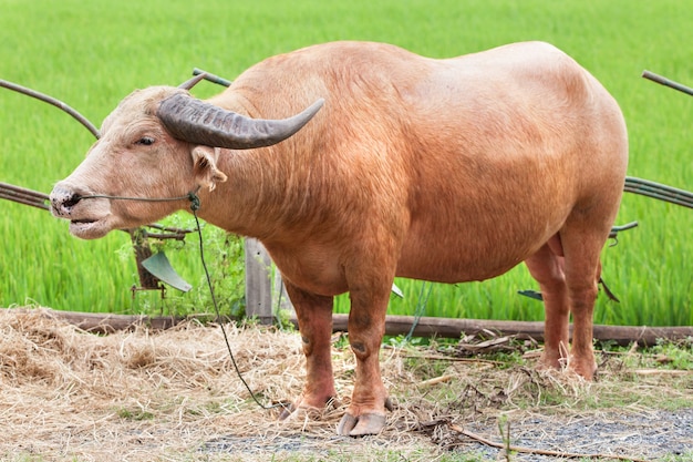 Albino Buffalo Stand heeft veld achtergrond.