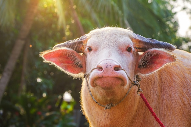 Albino buffalo and sunshine in the evening in the Thai countryside