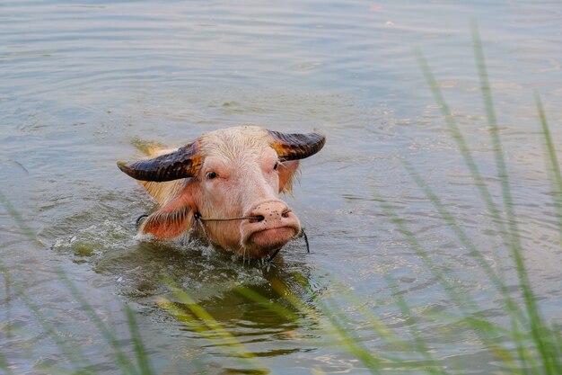 Albino buffalo and sunshine in the evening in the Thai countryside