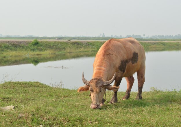 Albino buffalo (witte buffel)