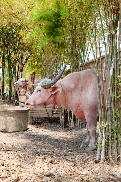 Photo the albino buffalo