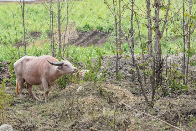 The albino buffalo