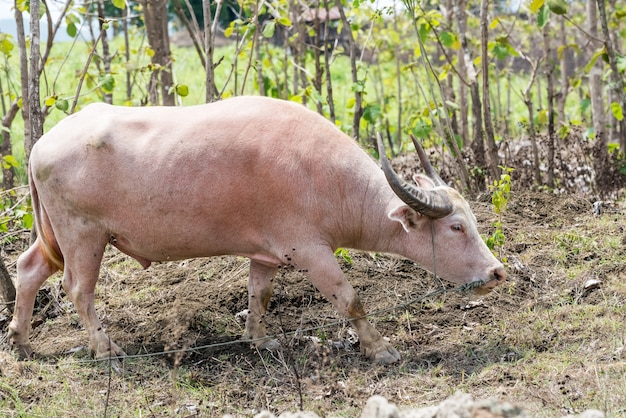 The albino buffalo