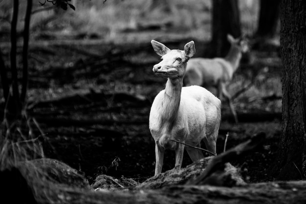 Albino deer in black and white