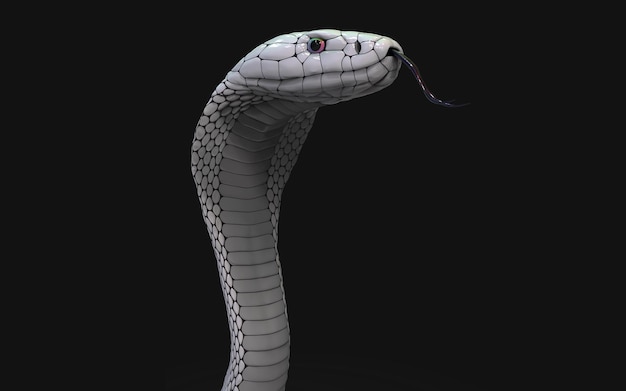 Albino king cobra snake isolated on black background White cobra snake with clipping path