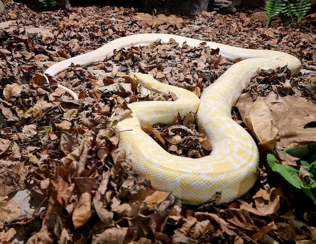 ヘビ農場で地面に横たわっているアルビノ網状ニシキヘビニシキヘビ黄色