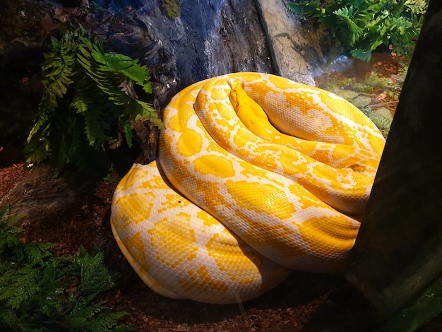 Albino reticulated python snake yellow lying on the ground at the snake farm