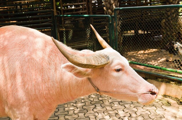 An albino water buffalo