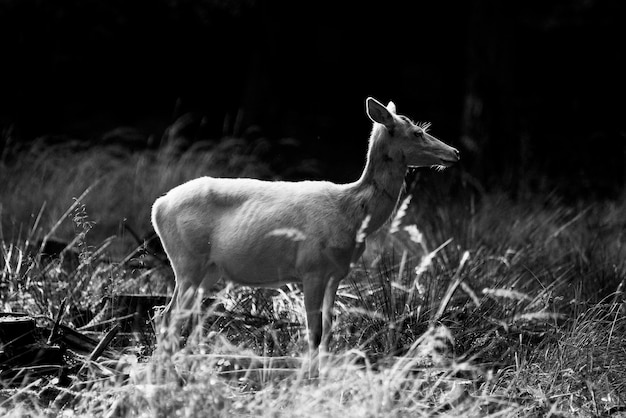 Albino wit hert in bos zwart en wit