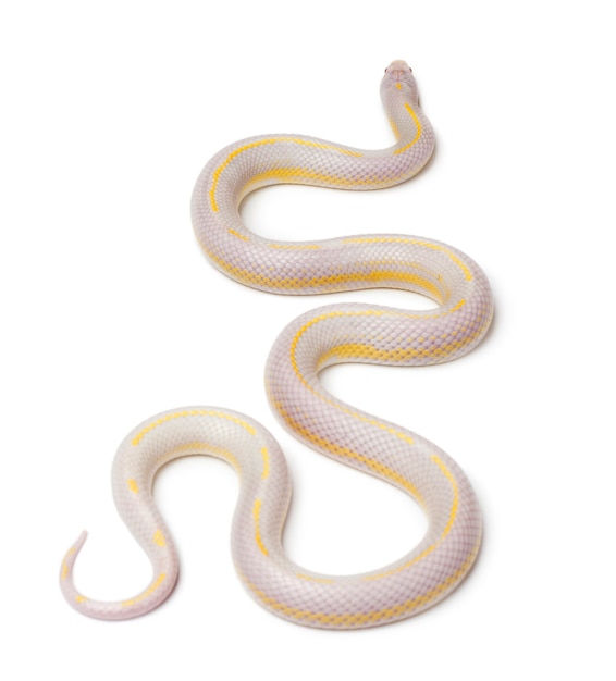 Photo albinos banana eastern kingsnake or common kingsnake, lampropeltis getula californiae, in front of white background