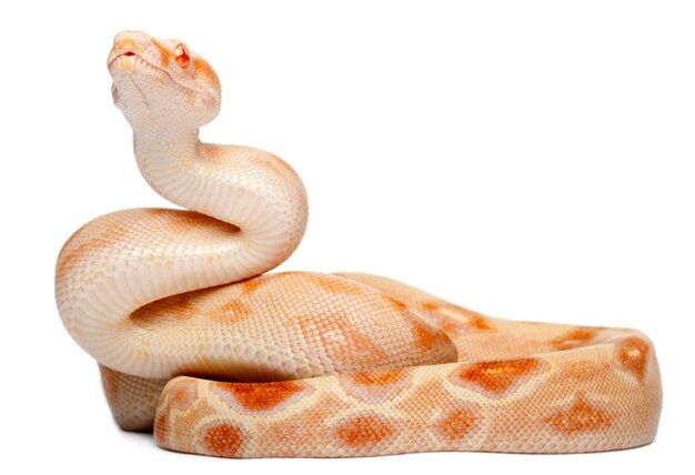 Foto albinos boa constrictor - boa constrictor