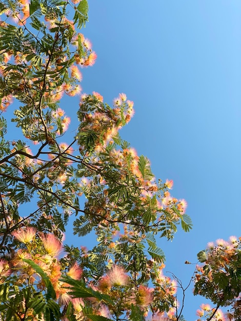 Albizia julibrissin tree with blue sky background