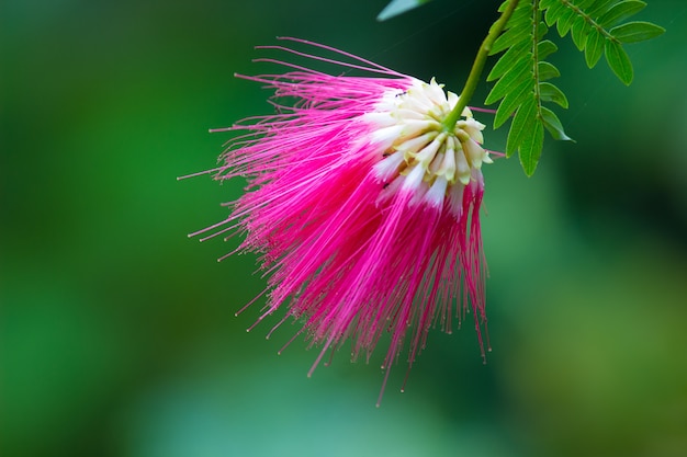 Albizia julibrissin