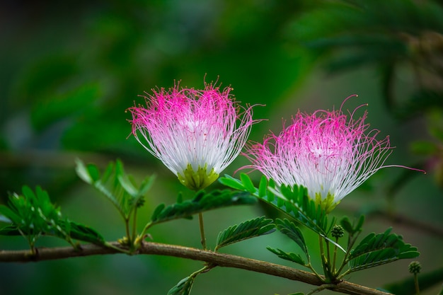 Albizia Julibrissin