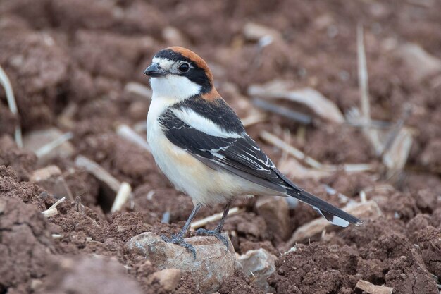 Alcaudon Woodchat Lanius 상원 의원 Malaga Spain