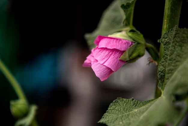 Фото alcea rosea обычный холлихок вблизи