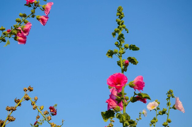 Alcea rosea or Hollyhock