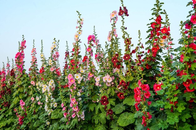 Alcea rosea or Hollyhock