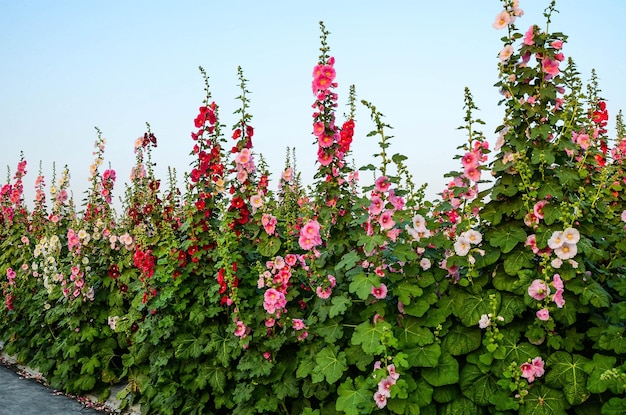 Alcea rosea or Hollyhock